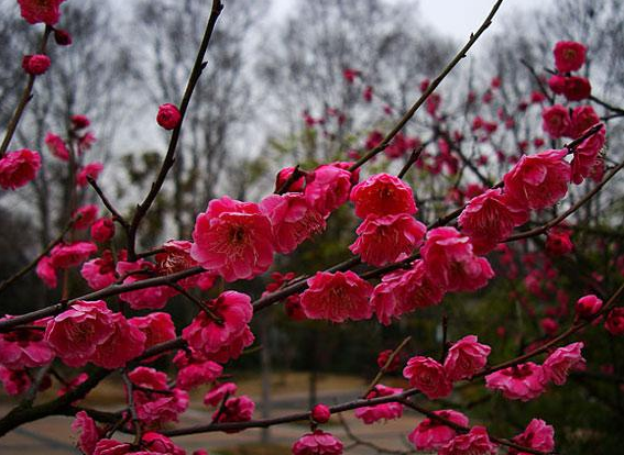 圖片關(guān)鍵詞